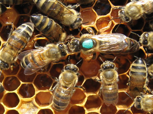 ana arı renkli
