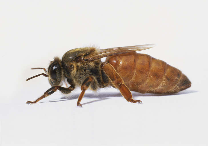 esmer arı