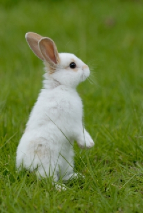 meraklı-tavşan-b3015