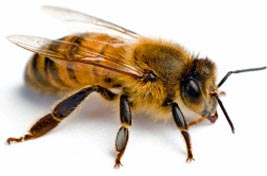 Ana Arı Kokusu -Ana Arı Feromonu