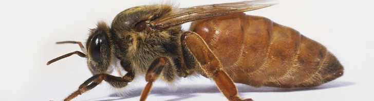 Arılarda Ana Yenileme