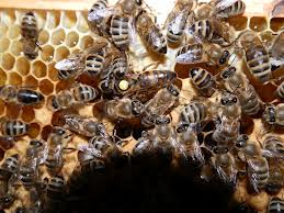 Buckfast arısı -Papaz arısı