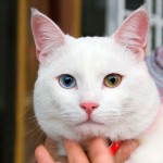 Kedilerde Kızgınlık Dönemi