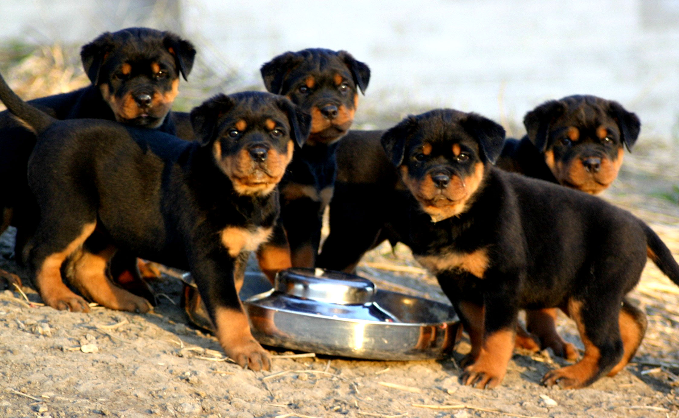 KÖPEK AŞILARI