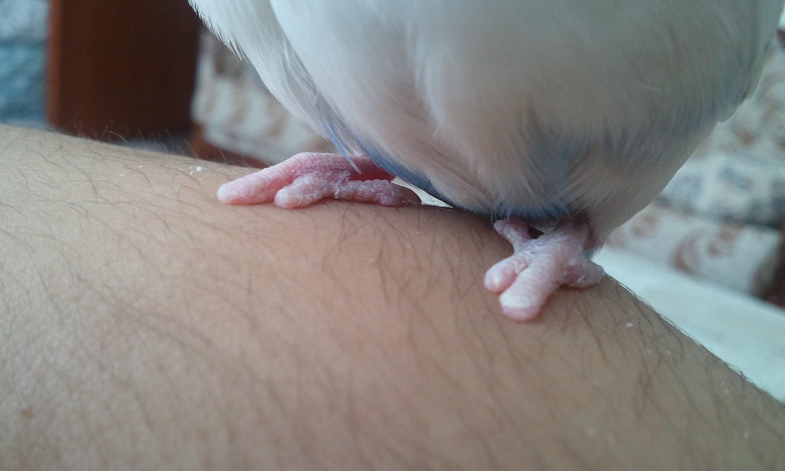 Yavru Muhabbet Kuşlarında Ayak Bakımı – Ayak Hastalığı