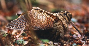 Çulluk: Özellikleri, Avı ve Yaşamı