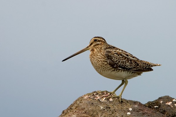 Çulluk: Özellikleri, Avı ve Yaşamı