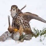 Çulluk Kuşu Nerelerde Yaşar ve Nasıl Bulunur?