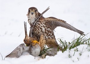 Çulluk: Özellikleri, Avı ve Yaşamı