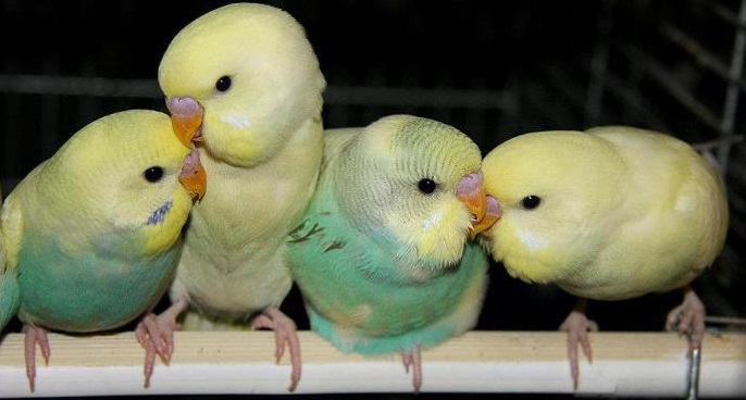Muhabbet Kuşlarında Bir Çift Kaç Yavru Bakabilir