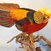 Kırmızı Altın Sülün – Pheasant Bird