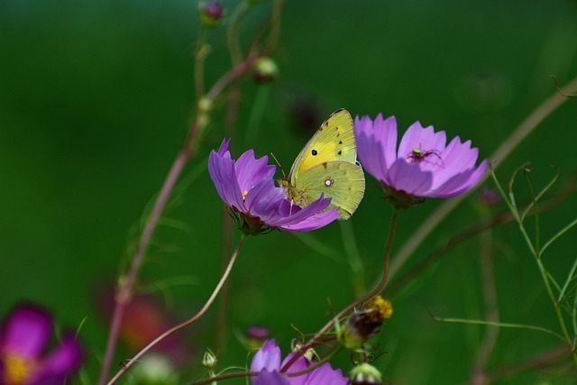 Chow Chow bakımı zor mu? Chow Chow bakımı zor mu?