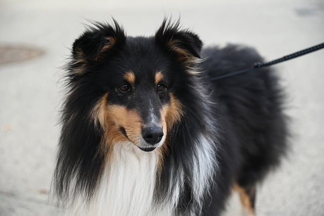 Chow Chow evde yalnız kalır mı? Chow Chow evde yalnız kalır mı?