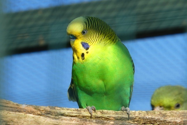 muhabbet kuşu ayak hastalıkları