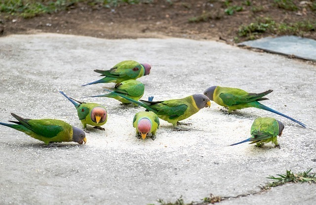 muhabbet kuşu cere mantarı muhabbet kuşu cere mantarı