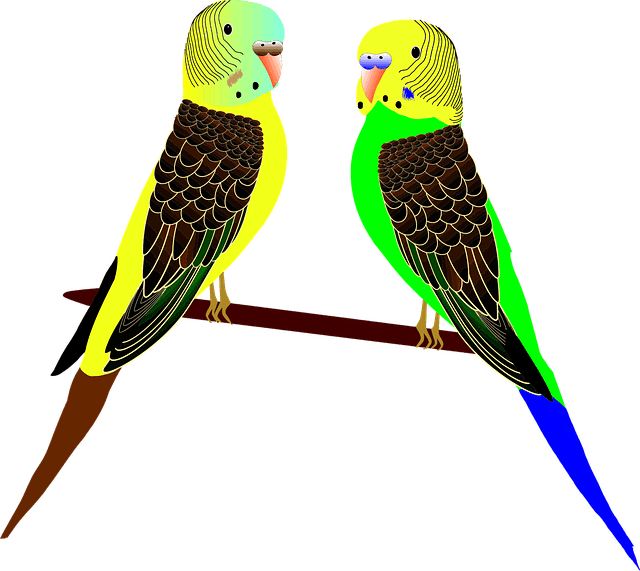 muhabbet kuşu görselleri muhabbet kuşu görselleri