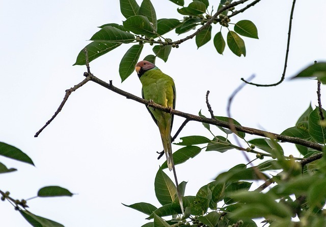 muhabbet kuşu görselleri muhabbet kuşu görselleri