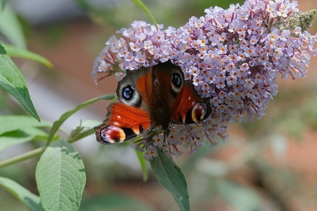 tavus kuşu yavrusu tavus kuşu yavrusu