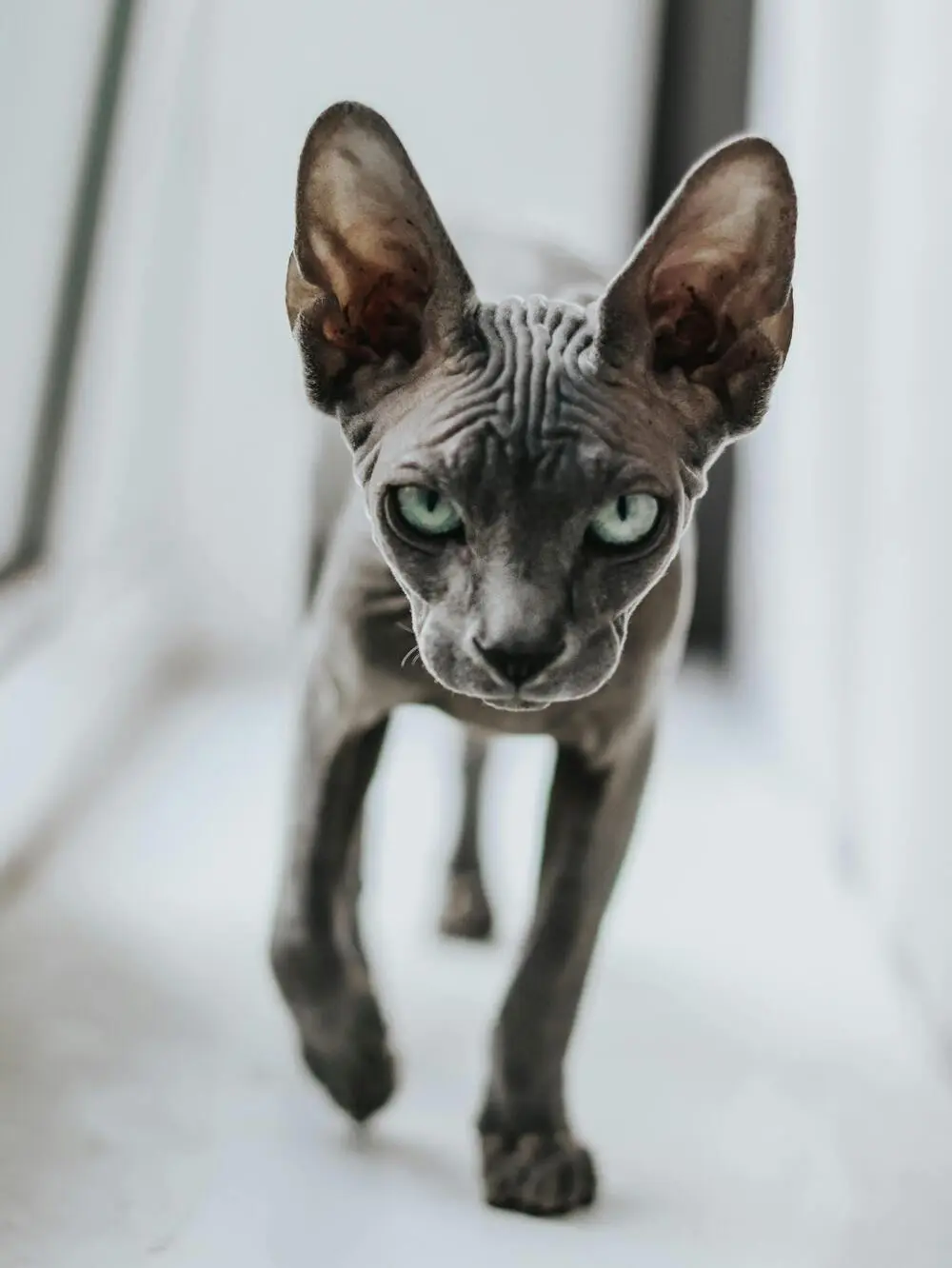 SFENKS KEDİSİ