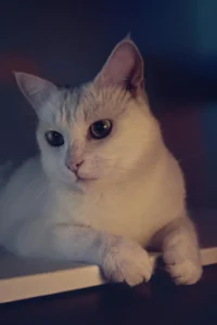 Hayvanların ergenlik dönemindeki bireyler üzerindeki etkisi, gelecekte bu yöntemlerin daha yaygın ve kabul görmüş bir tedavi seçeneği olmasını sağlayabilir.