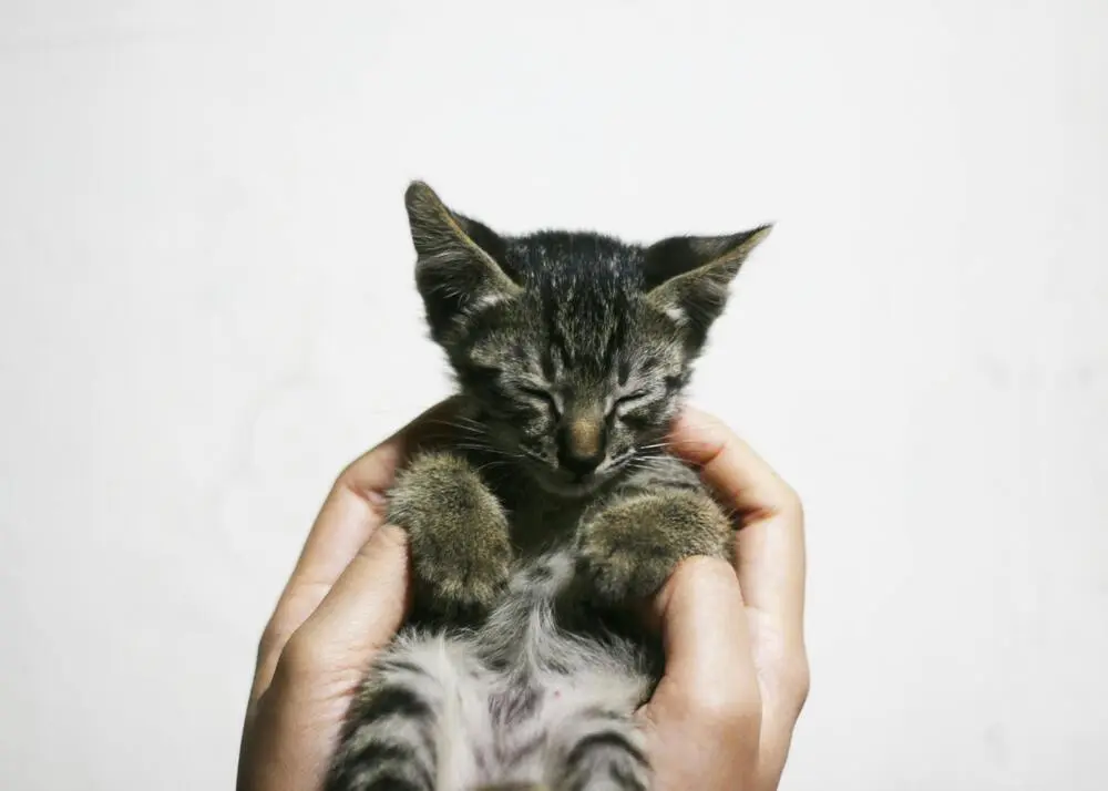 Tekir Kedi Cinsleri