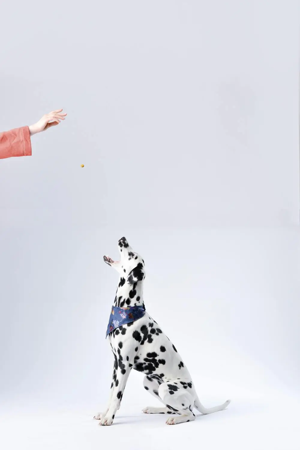 Köpek Aport Eğitimi