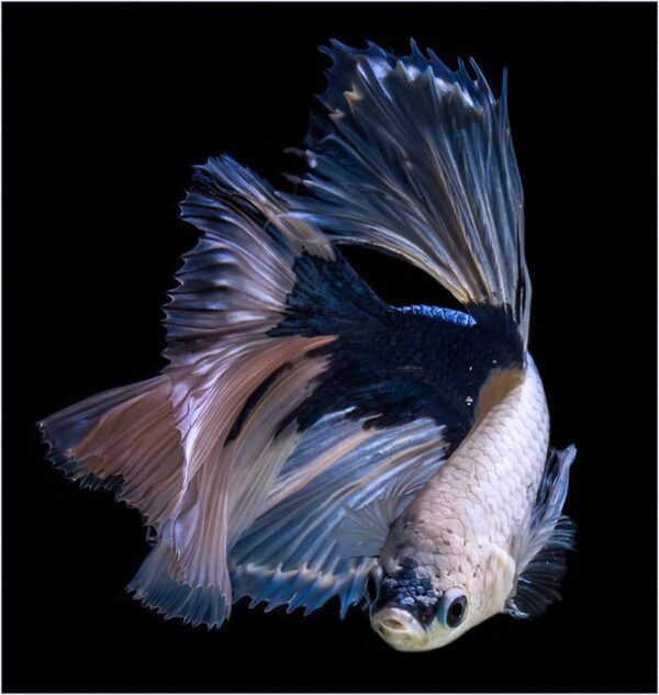 Beta Balıkları Uyur Mu?