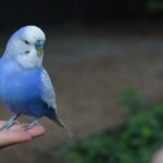 Muhabbet Kuşu Soğuğa Ne Kadar Dayanır?