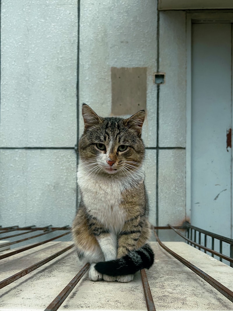 gece-miyavlayan-kedi-nasil-susturulur