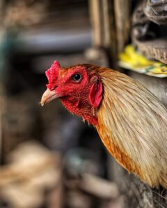 Asil Tavuk: Irk Özellikleri, Boyutu, Yumurta, Fiyat!