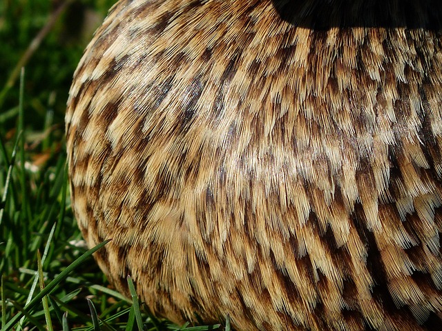 ördek avı ördek avı