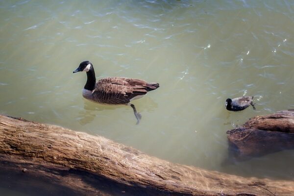 Ördek Avında Kaç Numara Fişek Kullanılır